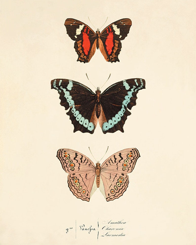 Antique Butterfly Art Print: Vintage Natural History Home Decor - Etsy