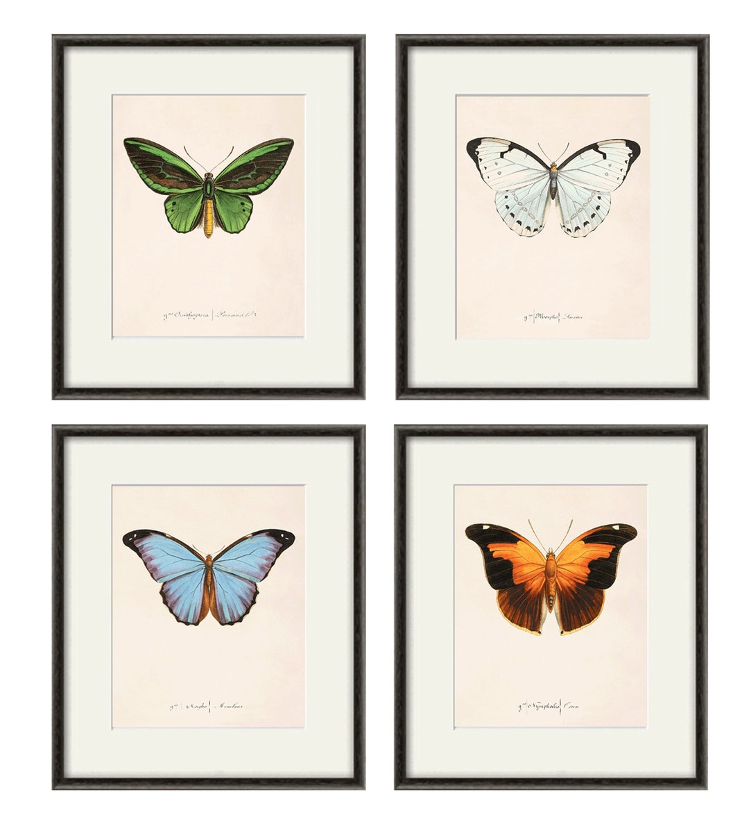 Antique Butterfly Art Print Set Nature Print Natural History Art Old antique-butterfly-art-print-set-nature-print-natural-history-art-old