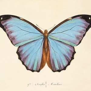 Butterfly art print French art print  Cottage wall decor Victorian wall decor Antique print  Nature wall art Home decor art Butterfly decor