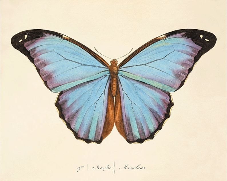 Puede incluir: Una ilustraci&oacute;n vintage de una mariposa Morpho con alas azules y bordes negros. La mariposa se representa con las alas extendidas, mostrando los intrincados detalles de sus alas. La ilustraci&oacute;n est&aacute; etiquetada como "Morpho Menelaus".