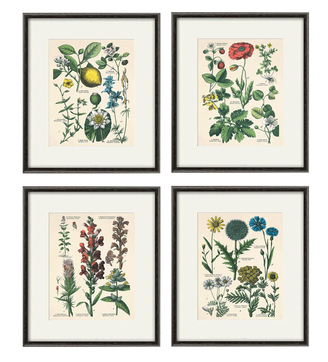 Kitchen Herbs Wall Art Antique Botanical Print Set of 4 Herb Art Print