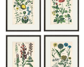 Antique Kitchen Herbs Botanical Print Set of 4