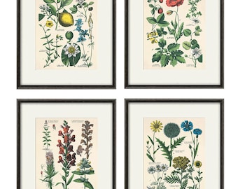 Kitchen Herbs wall art antique botanical print set of 4  herb art print kitchen poster  kitchen decor wall antique wall art herb wall decor