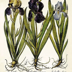 Iris art print Antique wall art flower art print botanical art print garden wall art flowers home decor art antique botanical prints Besler