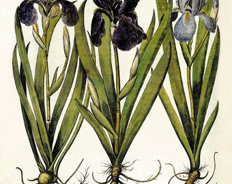 Antique Iris Botanical Print: Basilius Besler Garden Art