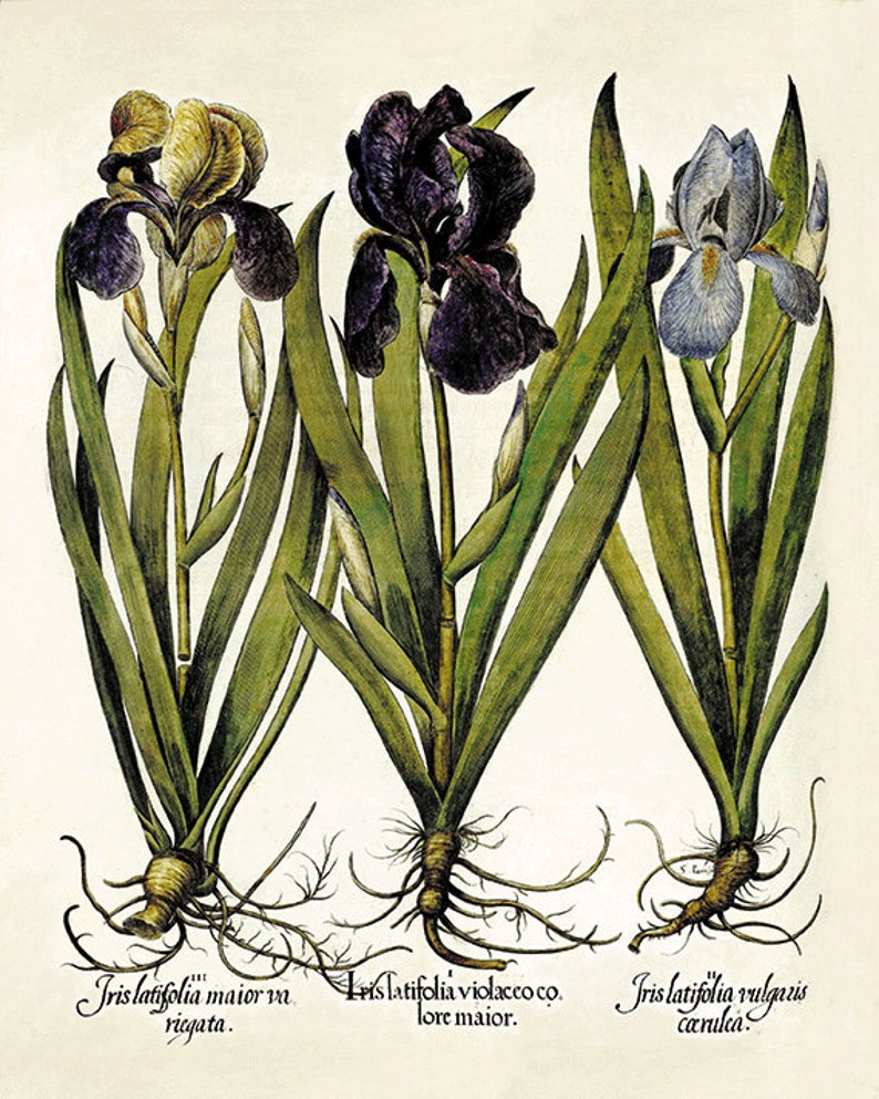 Iris art print Antique wall art flower art print botanical art Etsy