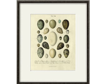 Antique Bird Eggs Print Nature art print home decor wall art Natural History art Victorian art old prints antique prints art print poster