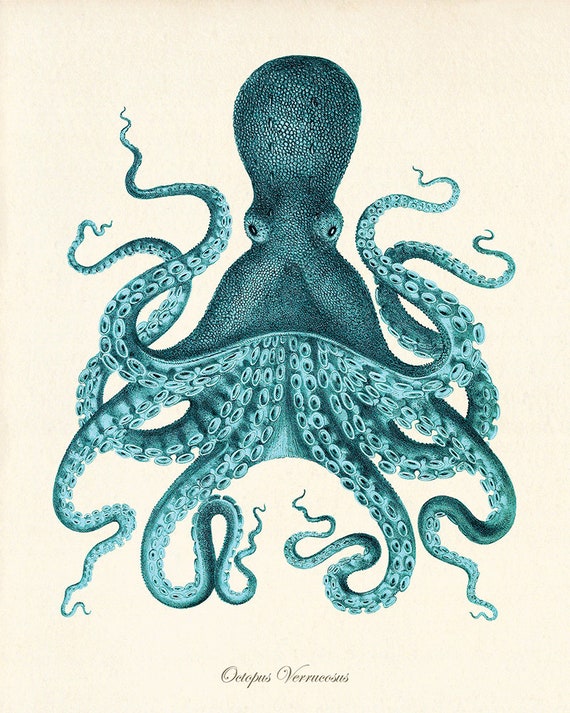 Octopus art print Antique prints old prints Nautical art print Ocean Decor Natural History art print vintage nature print Home decor wall
