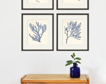 Antike Seekoralle Kunstdruck-Set: Marineblaue maritime Wandkunst