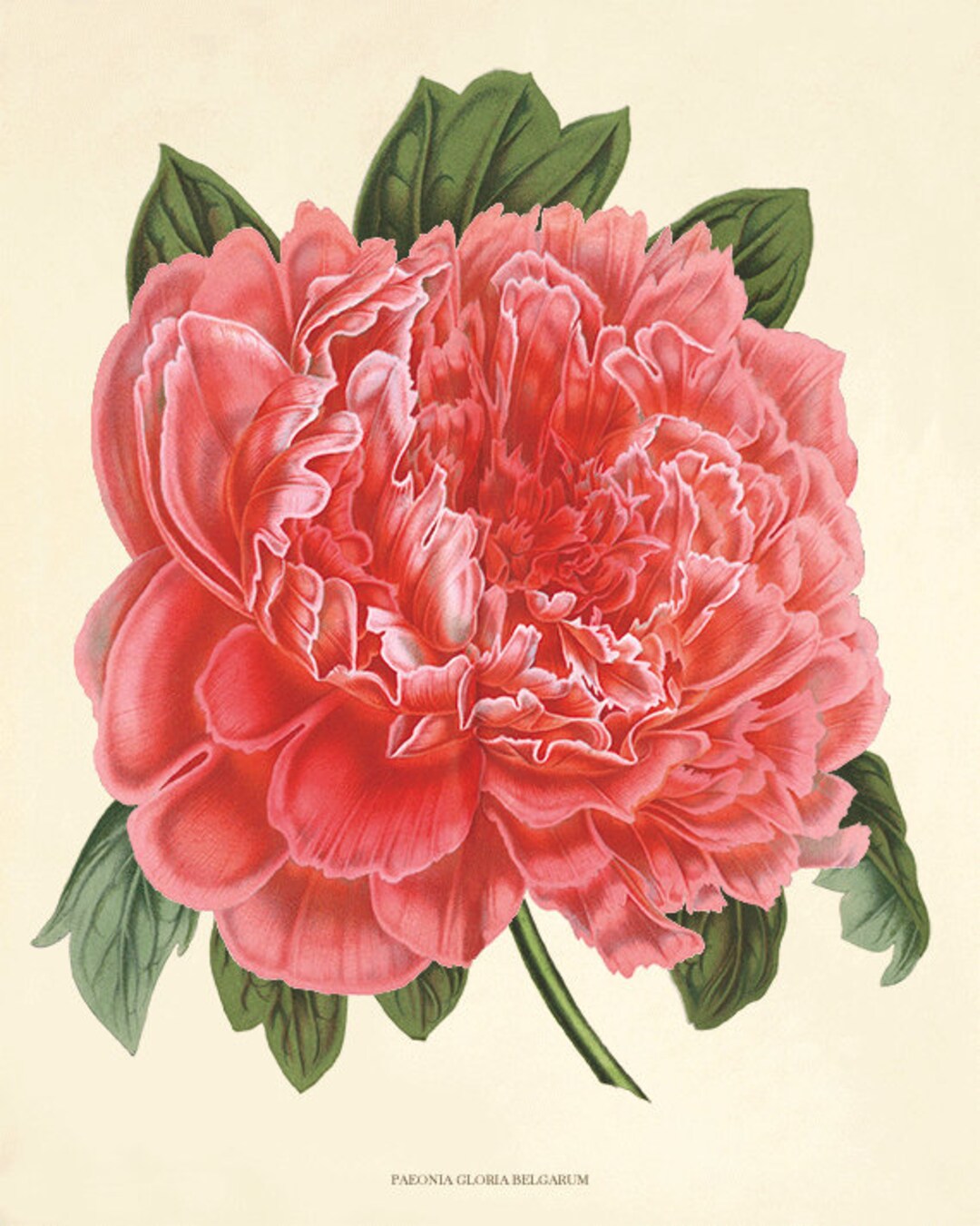 Pink Peony Art Antique Flower Art Print Antique Wall Art Vintage Flower ...
