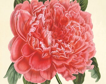 Pink peony art antique flower art print antique wall art vintage Flower decor botanical prints Garden print Victorian print home decor art