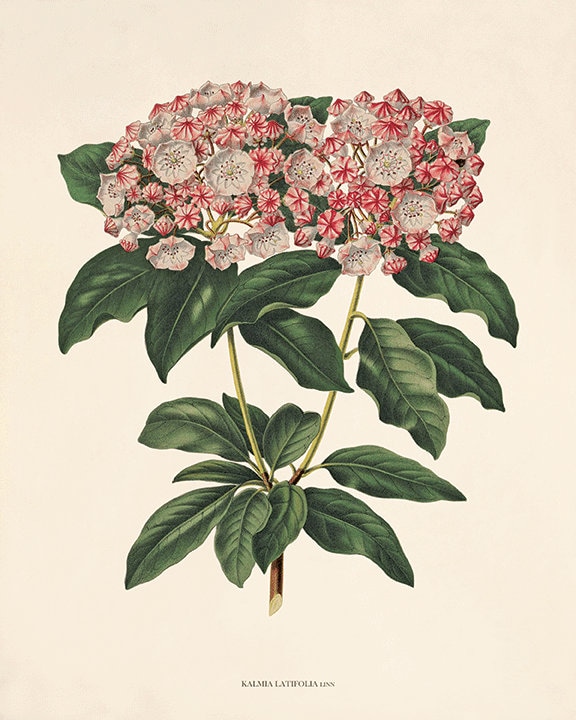 Antique botanical prints SET of 4 Botanical art prints flower | Etsy