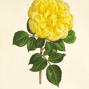 Yellow Rose Art Print: Vintage Botanical Wall Decor
