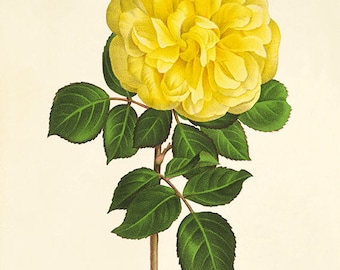 Kunstdruk gele roos: vintage botanisch muurdecor