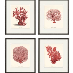 Può includere: Quattro stampe di coralli incorniciate. Ogni stampa presenta una diversa illustrazione di corallo rosso su sfondo bianco sporco. Le cornici sono nere. Le stampe sono etichettate con il nome scientifico del corallo.