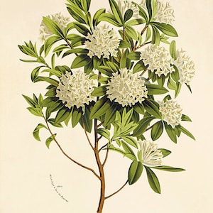 Impression vintage Daphné blanche, art mural cottage, impression victorienne, décoration française, impression antique, décoration florale, art mural botanique, impression de jardin