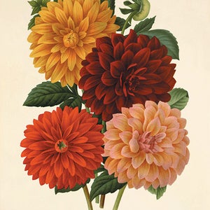 Dahlia Vintage flower art print garden wall art botanical prints Antique prints home decor wall art French prints old prints Flower decor image 5