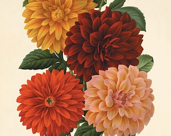 Dahlia Vintage flower art print garden wall art botanical prints Antique prints home decor wall art French prints old prints Flower decor