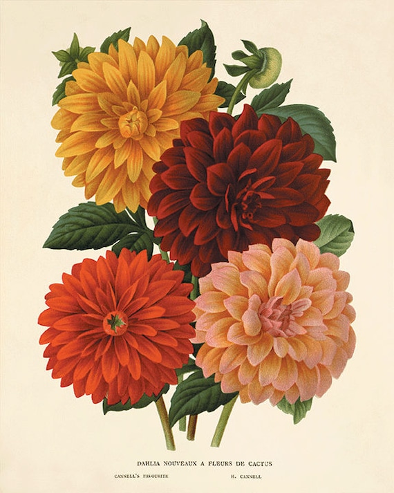 Dahlia Vintage Flower Art Print Garden Wall Art Botanical Etsy Dahlia Vintage Flower Art Print Garden Wall Art Botanical Etsy