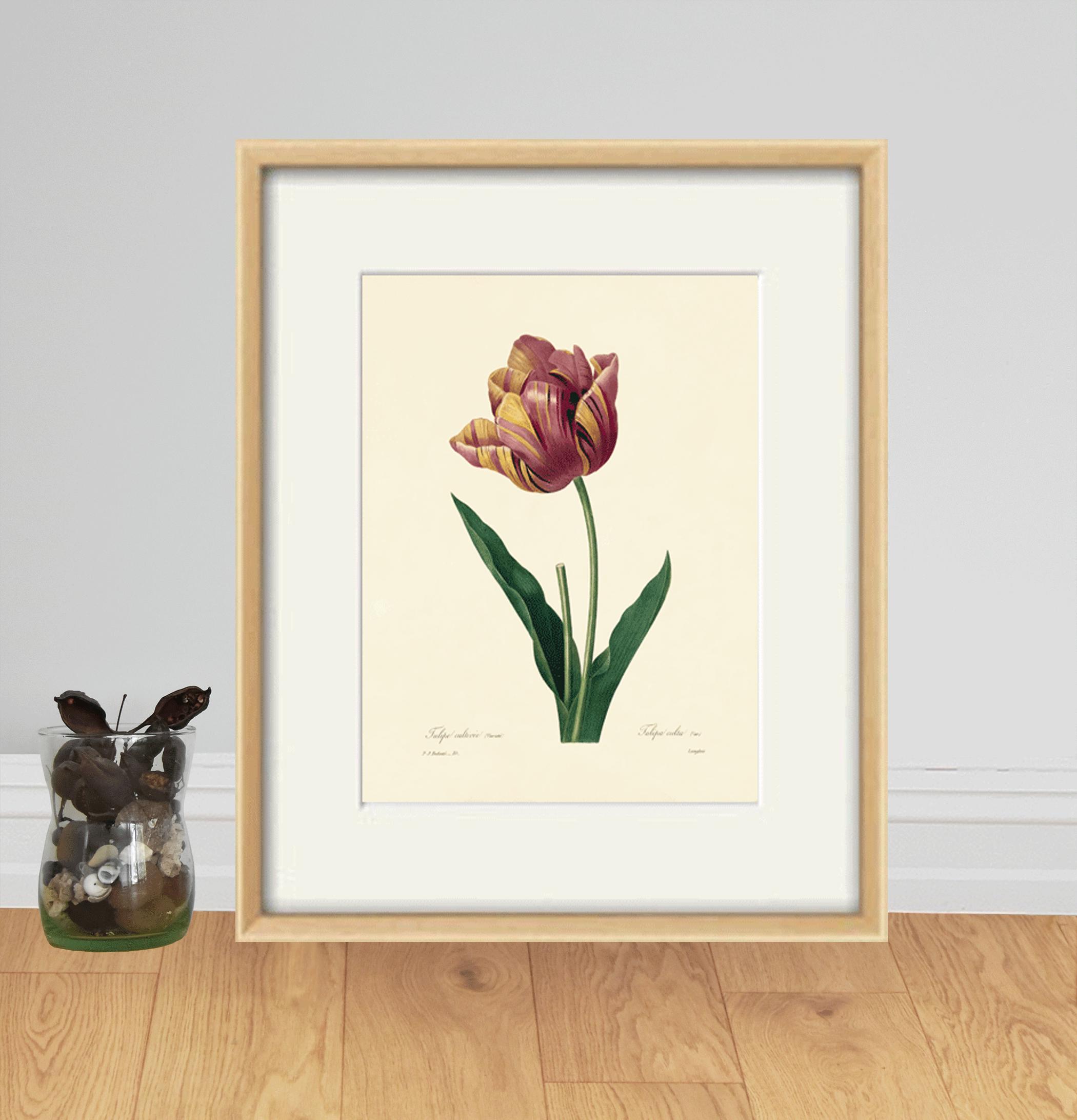 Antique Tulip Art Print: Victorian Botanical Illustration - Etsy