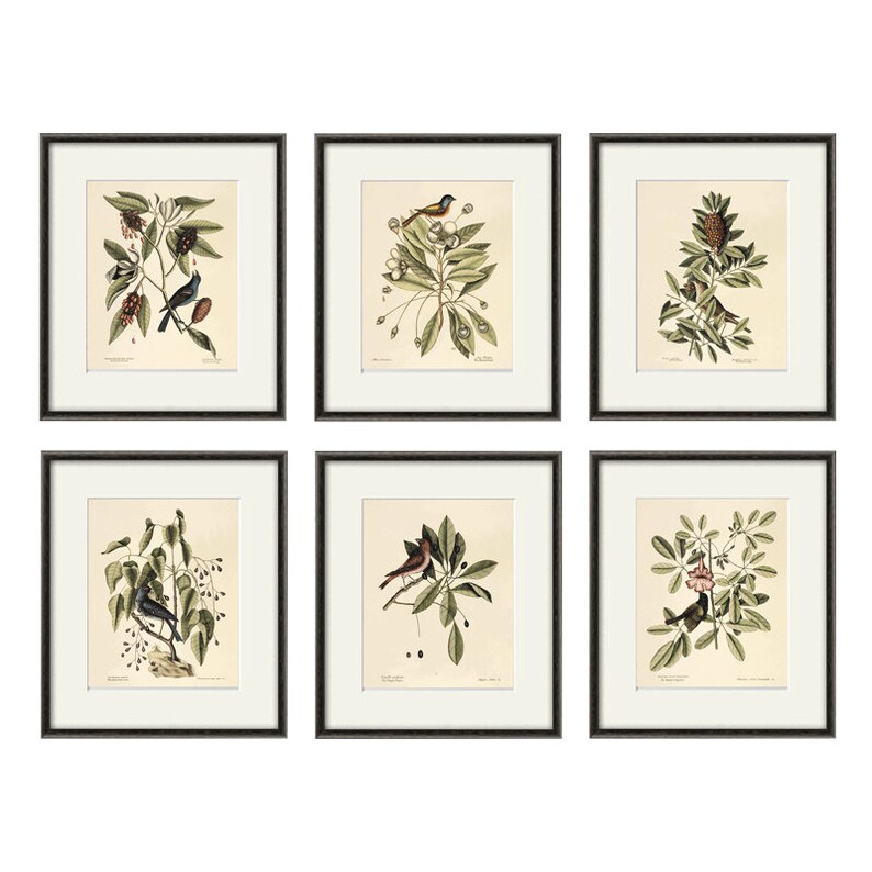 May include: Set of six framed botanical prints featuring detailed illustrations of various birds perched on branches with leaves and berries. The prints are in black frames with white matting, creating a classic and elegant aesthetic.