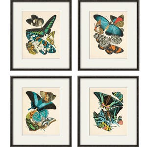Conjunto de láminas de mariposas antiguas: arte mural de historia natural victoriano