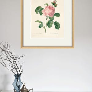 May include: A vintage botanical illustration of a pink rose with green leaves and buds. The image is framed in a light wood frame.