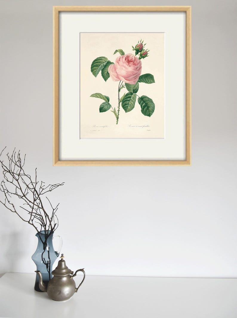 May include: A vintage botanical illustration of a pink rose with green leaves and buds. The image is framed in a light wood frame.