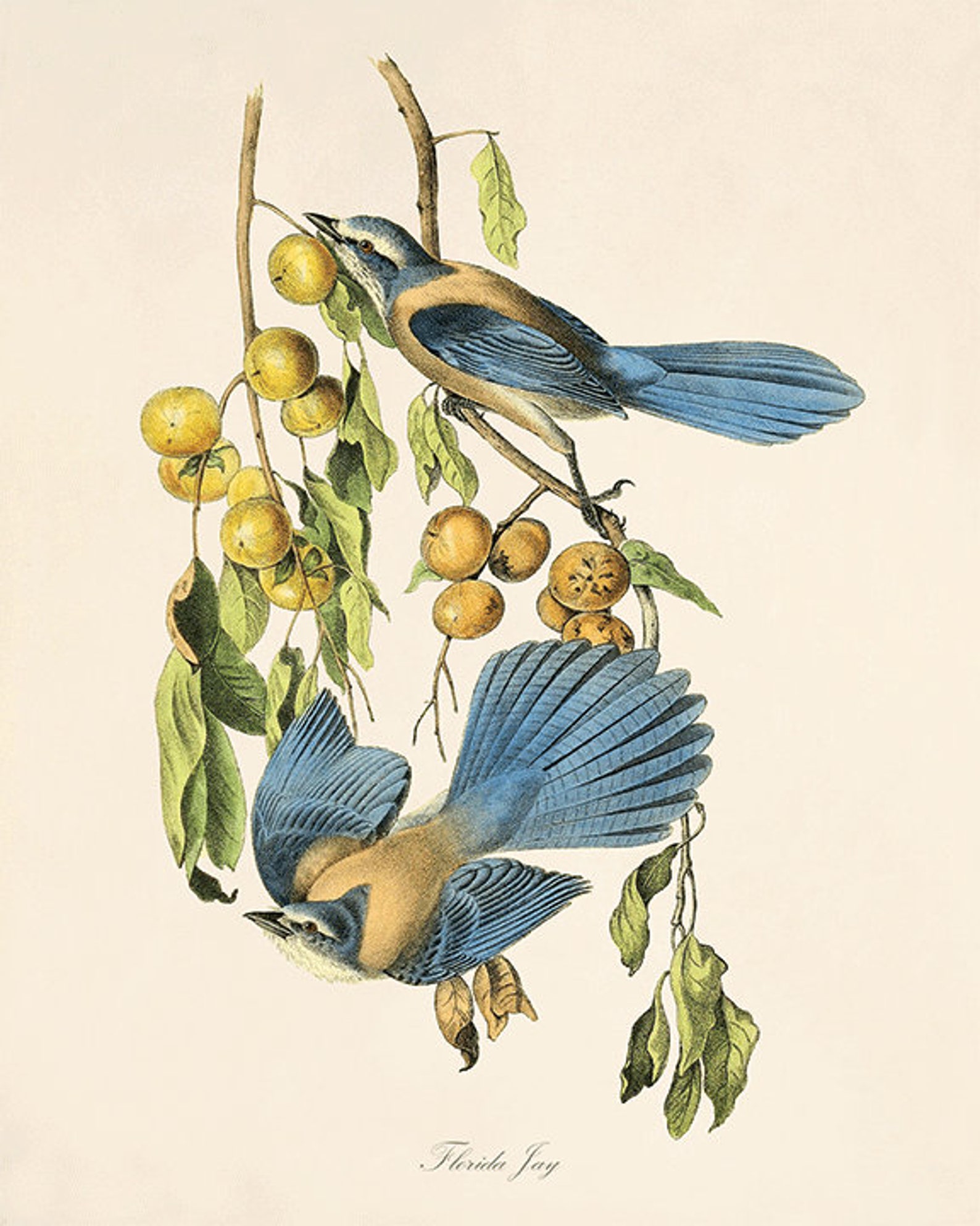 Antique Bird Print Set Bird Art Print Set Antique Prints Bird | Etsy