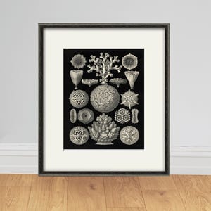 Sea Coral art print Vintage sea art print old prints nautical art print Ocean art print Natural History art sea life art nature art print