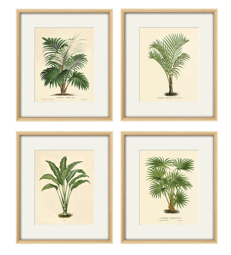 Palm Tree Art Print Antique Botanical Art Prints Home Decor Etsy