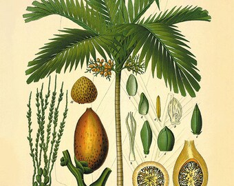 Palm tree art print antique Botanical Art Prints Home Decor Wall Art Victorian art print Garden Wall Art Vintage antique prints nature art