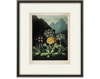 Primula art print vintage flower art print Botanical Art Prints Home Decor Wall art flower Victorian art Garden Wall Art French prints