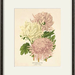Puede incluir: Una ilustraci&oacute;n bot&aacute;nica vintage de tres crisantemos blancos y rosados con hojas verdes. La ilustraci&oacute;n se titula "Chrysanthemes d'Automne" e incluye los nombres de los artistas, "A.  Mathieu" y "J.  Bernard".