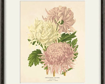 Chrysanthemum Antique flower art print antique wall art Flower decor botanical prints Garden print Victorian art French decor Cottage art