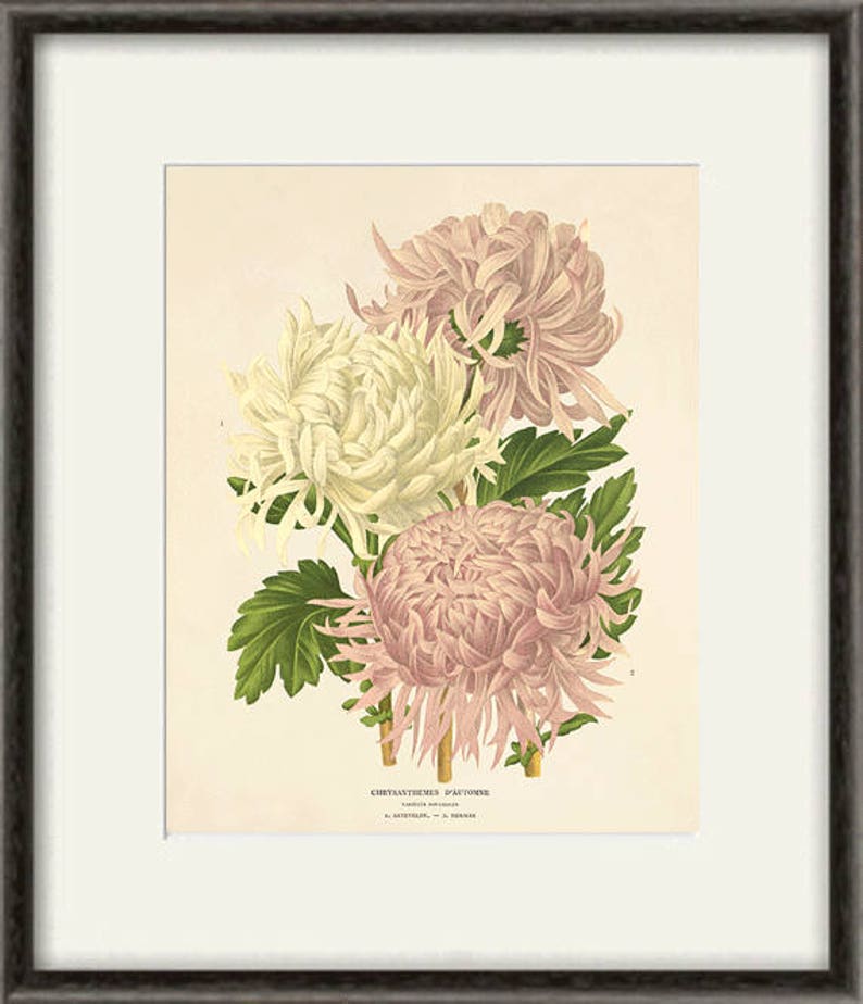 Puede incluir: Una ilustraci&oacute;n bot&aacute;nica vintage de tres crisantemos blancos y rosados con hojas verdes. La ilustraci&oacute;n se titula "Chrysanthemes d'Automne" e incluye los nombres de los artistas, "A.  Mathieu" y "J.  Bernard".