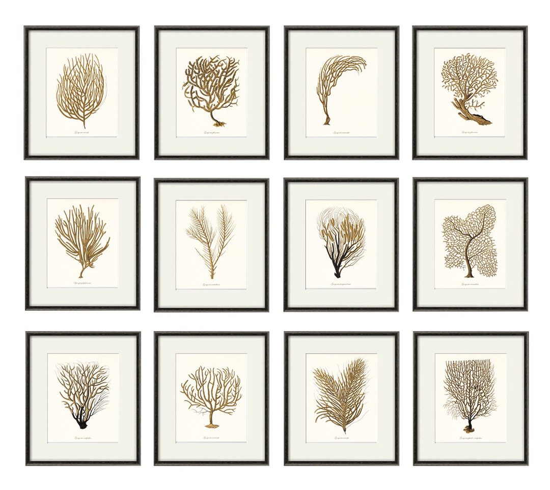 Sea Coral Art Print Nautical Art Print Set of 12 Antique Wall Etsy