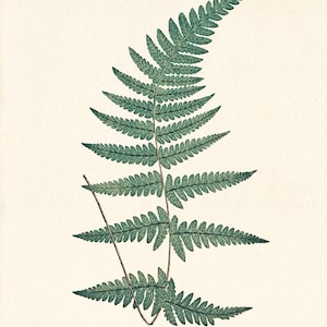 Antique Fern art print Vintage Botanical Art Prints Home Decor Wall Art Victorian art Garden Wall Art ferns antique art print kitchen wall