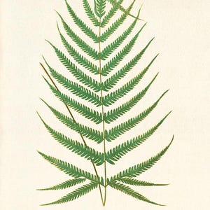 Fern art print Vintage Botanical Art Prints Home Decor Wall Art Victorian art Garden Wall Art prints antique art print kitchen wall art