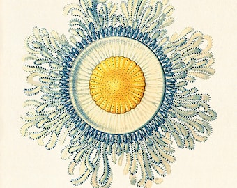 Vintage manetkonsttryck: Ernst Haeckel nautisk illustration