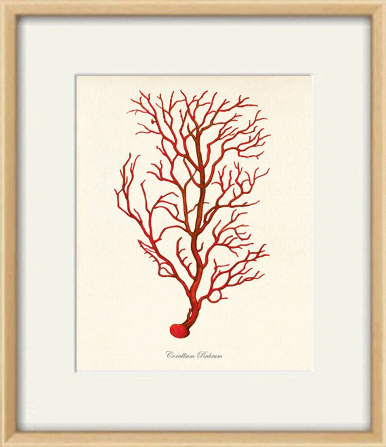 Sea Coral Art Print Vintage Sea Art Print Old Prints Nautical Etsy
