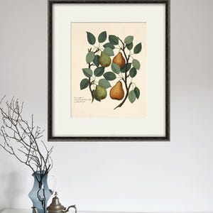 Vintage Pear Botanical Art Print: Antique Garden Kitchen Wall Decor