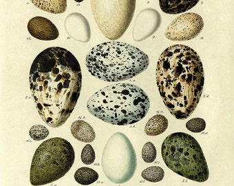 Vintage Bird Eggs Print: Victorian Natural History Wall Art