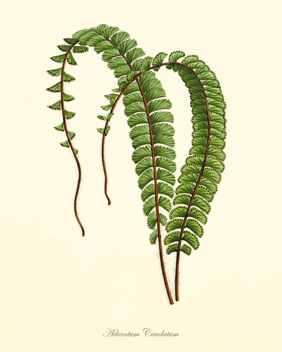 Fern art print antique Botanical Art Prints Home Decor Wall Art Victorian art Garden Wall Art Vintage antique wall art nature art print