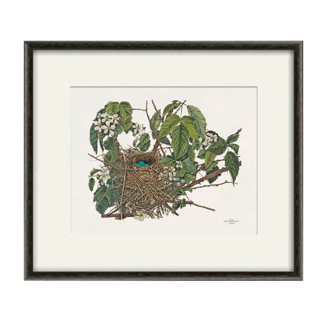 Bird Nest Art Antique Bird Art Print Vintage Garden Wall Art Nature