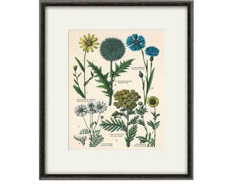 Kitchen Herbs wall art antique botanical print herb art print kitchen poster kitchen decor wall antique wall art herb wall decor flower art