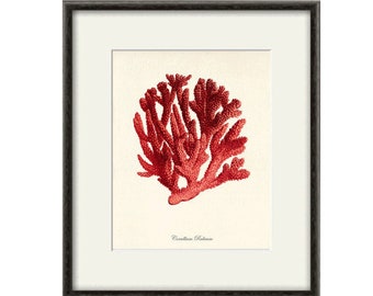 Red Sea Coral art print Vintage sea art print old prints nautical art print Ocean art print Natural History art sea life art nature art