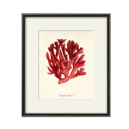 Red Sea Coral Art Nautical Art Print Set Old Prints Ocean Life Etsy