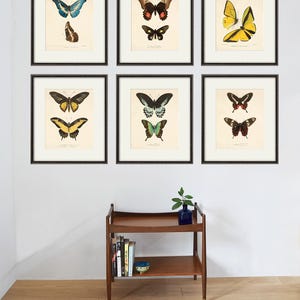 Antique Butterfly art Butterfly Print set Natural History art old prints antique prints Victorian art butterfly decor home decor wall art