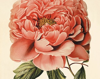 Antique Peony Art Print: Victorian Botanical Wall Decor